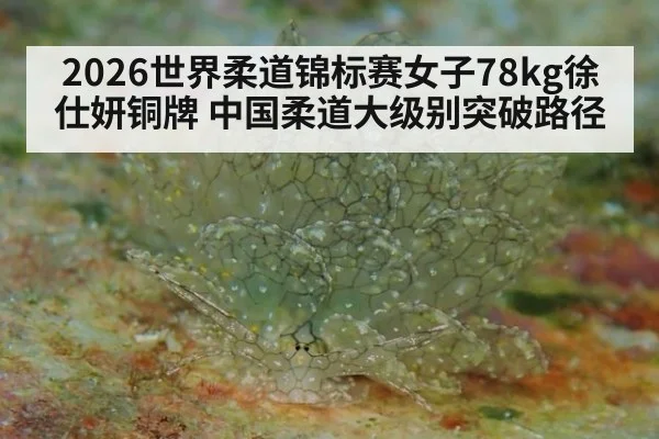 2026世界柔道锦标赛女子78kg徐仕妍铜牌 中国柔道大级别突破路径